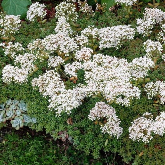 Sedum Album Rozchodnik biały 1 szt. doniczka P11