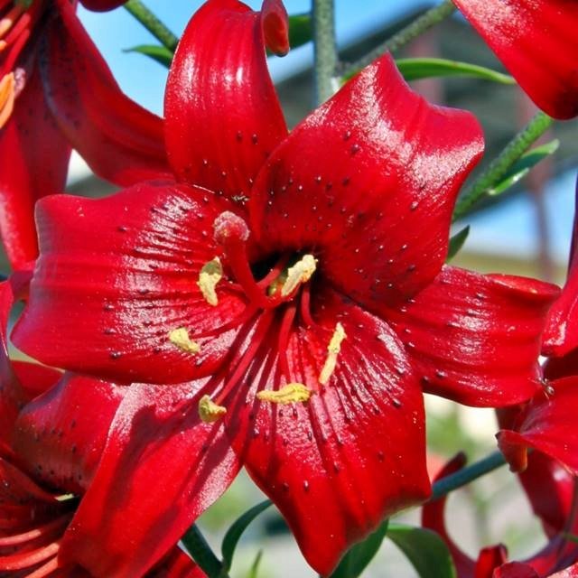 Lilia tygrysia Red Tiger 1 szt. cebule cebulki lilii lilie