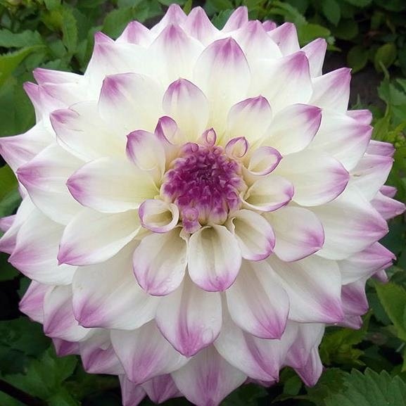 Dalia talerzowa Hapet Blue Eyes 1 szt.