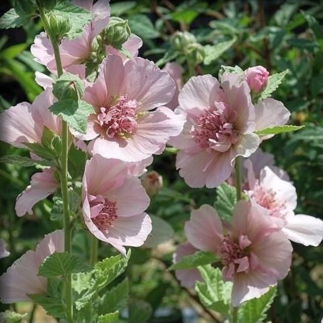 Alcea Malwa półpełna Parkfrieden 1 szt.