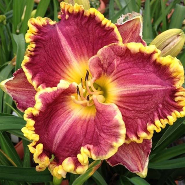 Hemerocallis Liliowiec Daria 1 szt.