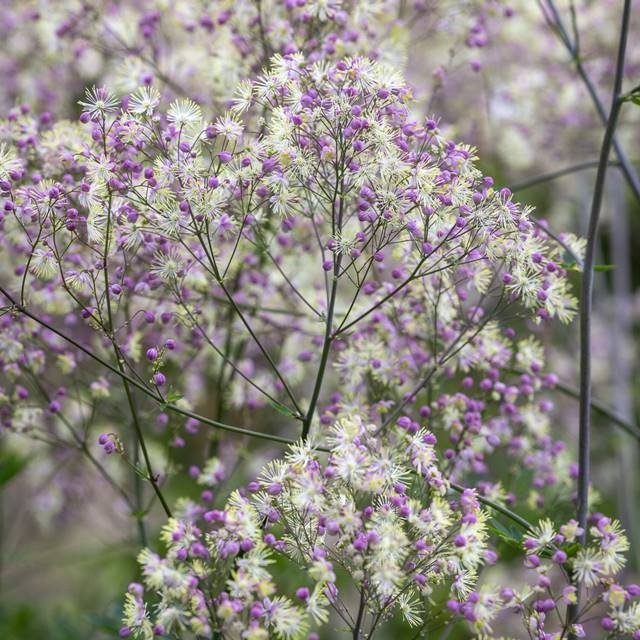 Thalictrum Rutewka Elin 1 szt.