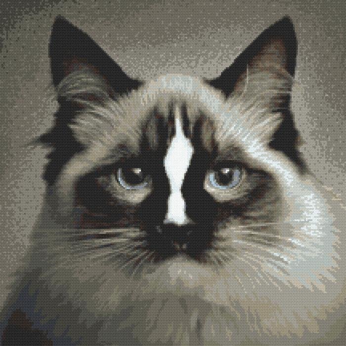 Haft krzyżykowy - Zestaw do haftu - Kot ragdoll