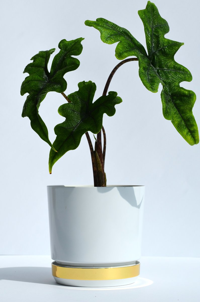32 cm Doniczka DUO dwukolorowa BIAŁA z podstawką ZŁOTO B. * nowoczesna * z połyskiem * z drenażem * elegancka duża szeroka donica