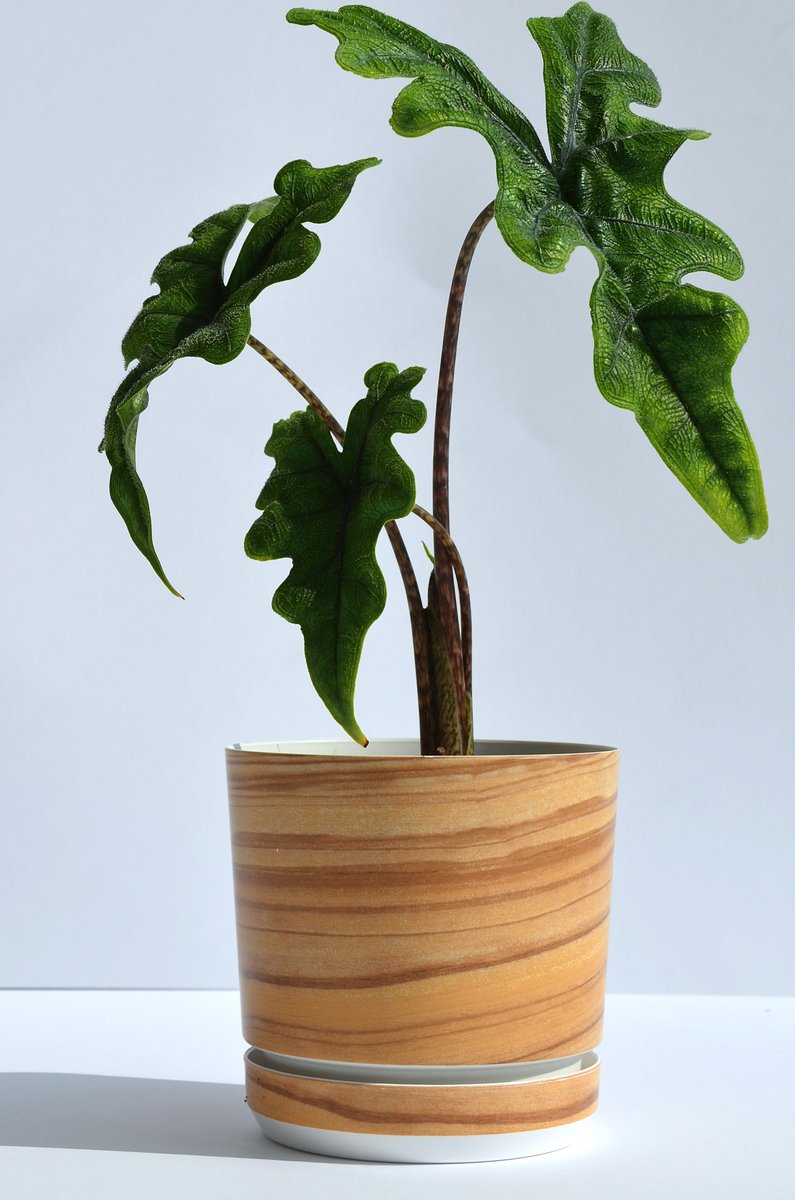 26 cm wzór BAMBUS * Doniczka z podstawką * z drenażem * efekt deski * imitacja drewna panelu * drewniany deseń * styl naturalny * drewnopodobna * sk..