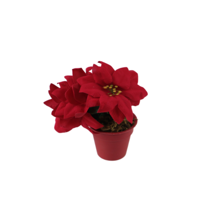 Poinsecja 15 cm w doniczce 11 cm