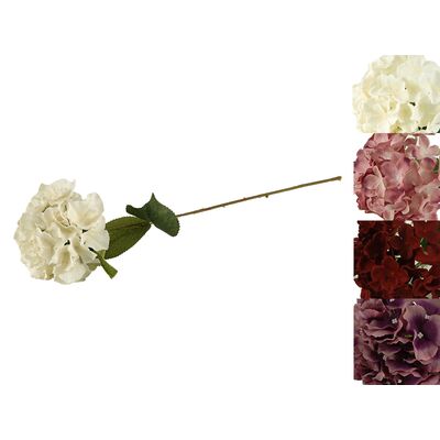 Hortensja pojedyncza 70 cm