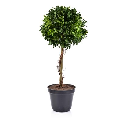 Kwiat sztuczny Bukszpan wysoki w doniczce 45 cm