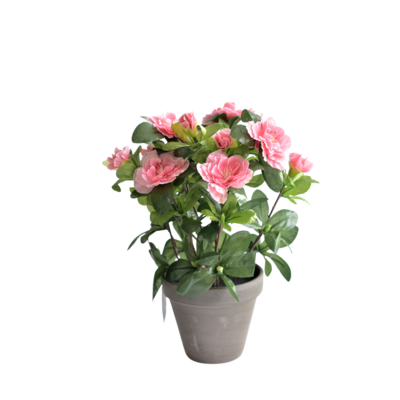 Azalia koralowa w szarej doniczce 11,5 x 34 cm 9203