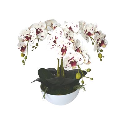 Storczyk 5 pędowy w doniczce plastikowej mix