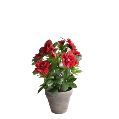 Azalia czerwona w szarej doniczce 11,5 x 34 cm 9210