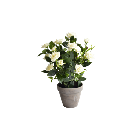 Krzew róży białej w szarej doniczce 11,5 x 33 cm 3348