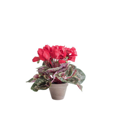 Cyklamen czerowny w szarej doniczce 11,5 x 30 cm 2267