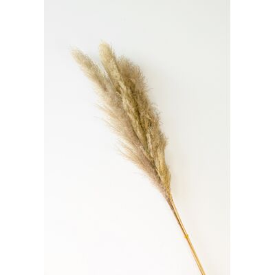 Trawa pampass grass 115 x 7 cm naturalna