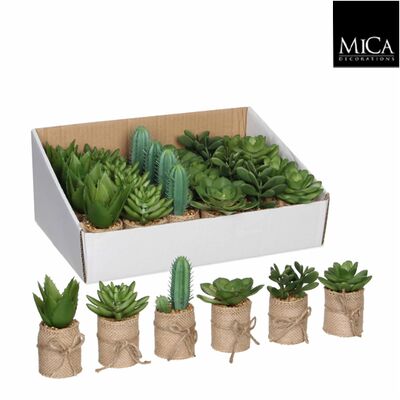 Zestaw 24 sukulentów mix 6 wzorów 12 x 5 cm