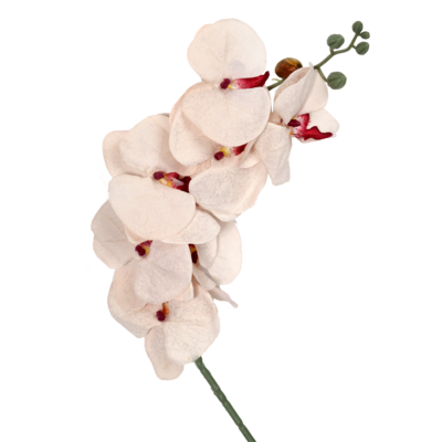 Storczyk 8 kwiatów 92 cm