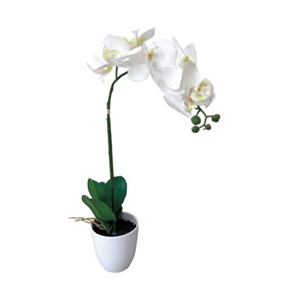 Storczyk w doniczce 56 cm mix kolorów