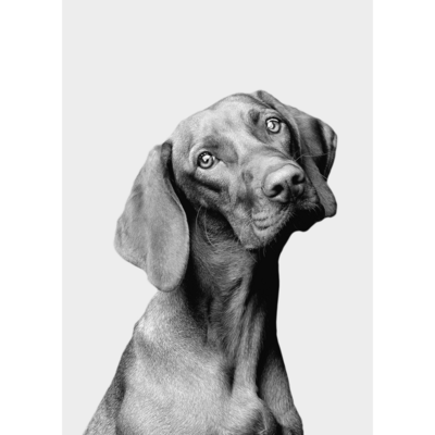 Obraz na płótnie 50 x 70 cm Pies