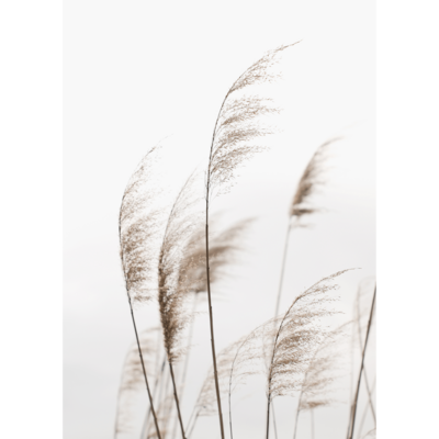 Obraz na płótnie 50 x 70 cm Trawy