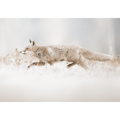 Obraz na płótnie 100 x 70 cm Lis