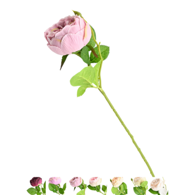 Peonia pojedyncza mix kolorów 40 cm