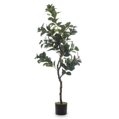 Roślina dekoracyjna kwiat fikus 130 cm