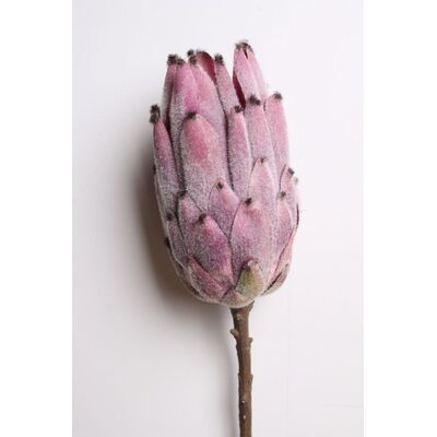 Sztuczna roślina gałązka PROTEA 52 cm kolor fioletowy