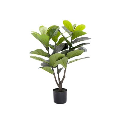 Fikus dębnolistnyw doniczce 90 cm