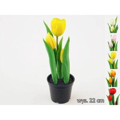 Tulipan w doniczce 22 cm mix