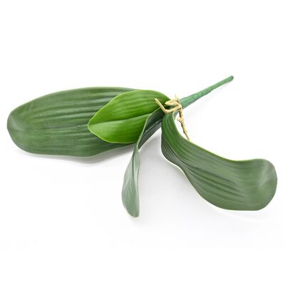 Liść storczyka 34 cm