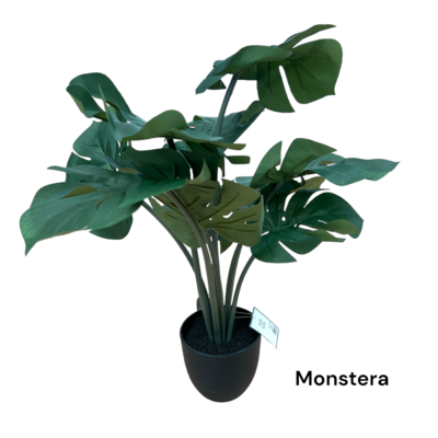Monstera w doniczce 20 cm wysokość 60 cm
