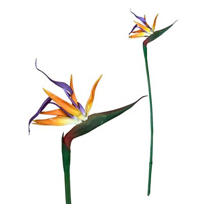 Strelicja królewska pojedyncza 70 cm