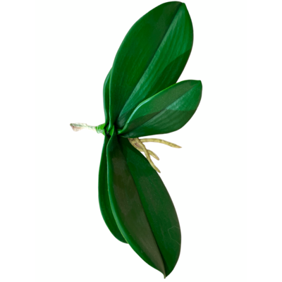 Liść storczyka 19 cm