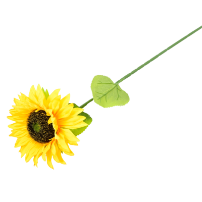 Słonecznik pojedynczy 68 cm