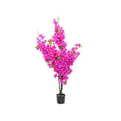 Bugenwilla w doniczce 40 cm wysokość 120 cm różowy