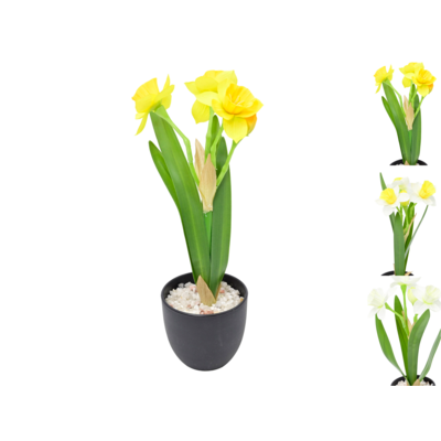 Żonkil w doniczce 27 x 7,5 cm mix