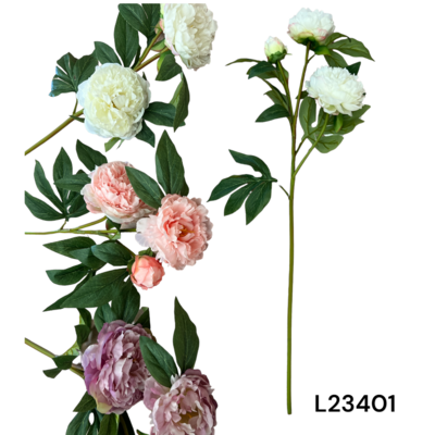 Piwonia drzewiasta 78 x 15 cm mix