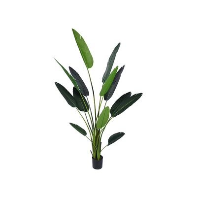 Rewenala w doniczce 61 cm wysokość 235 cm