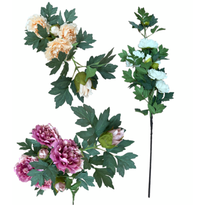 Piwonia drzewiasta 110 cm mix