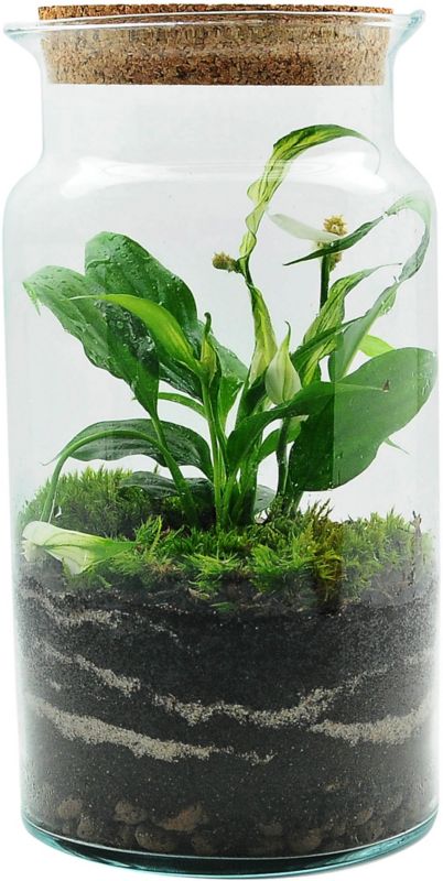 Opinie o Las w słoiku zamkniętym mix roślin zielonych