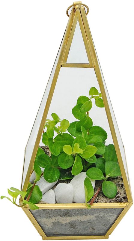 Rośliny w terrarium wiszącym S