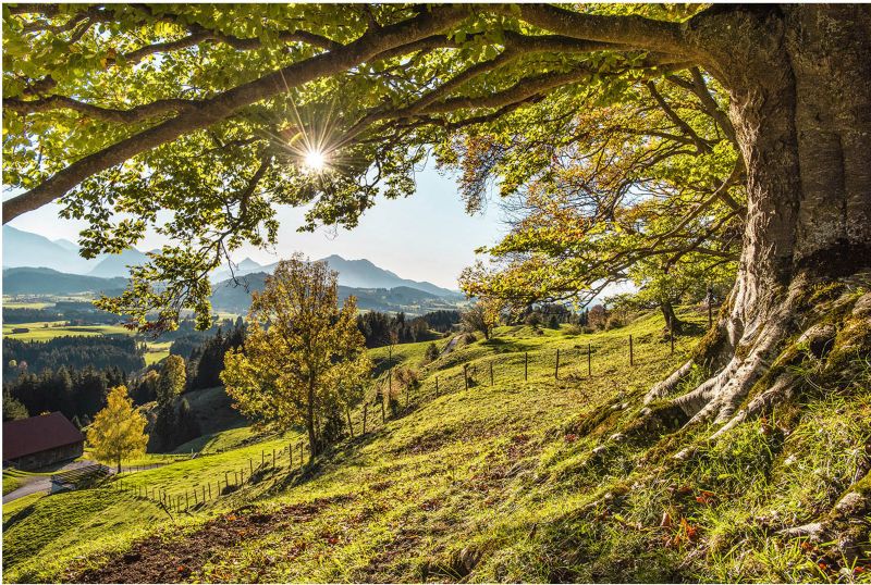 Obraz Glasspik Green Tree 80 x 120 cm