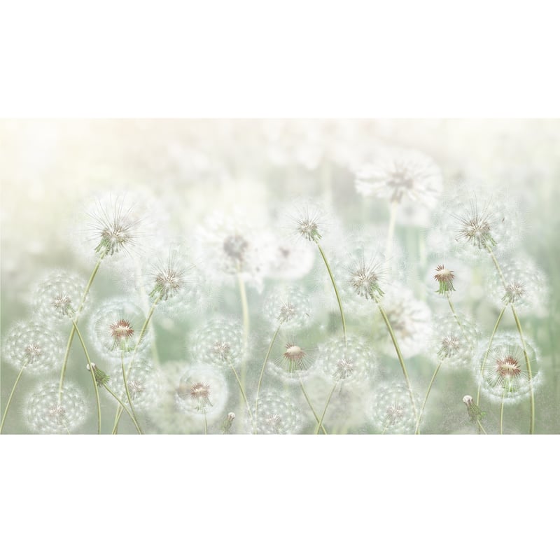 Mural Meadow dmuchawce 500 x 280 cm delikatna struktura