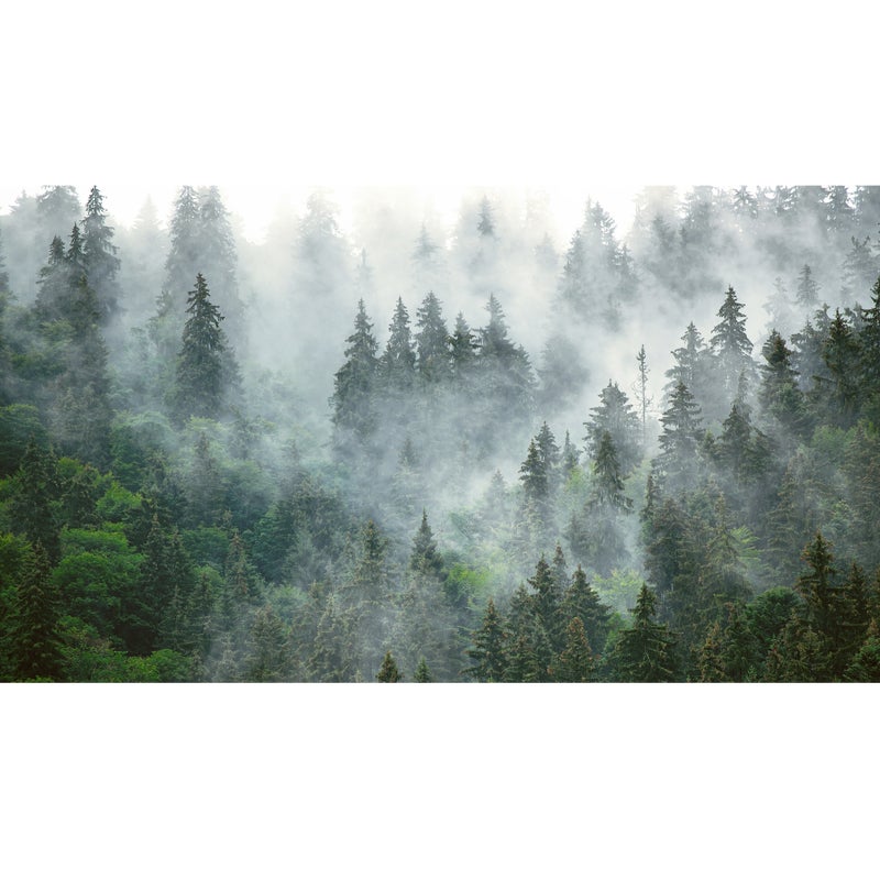 Mural Forest las we mgle 500 x 280 cm struktura płótna