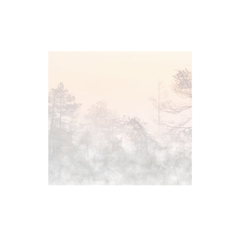 Mural Hinode Las we mgle 300 x 280 cm struktura Art