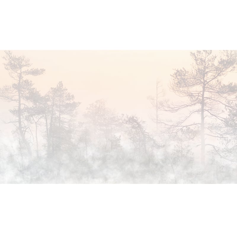 Mural Hinode Las we mgle 500 x 280 cm struktura Art