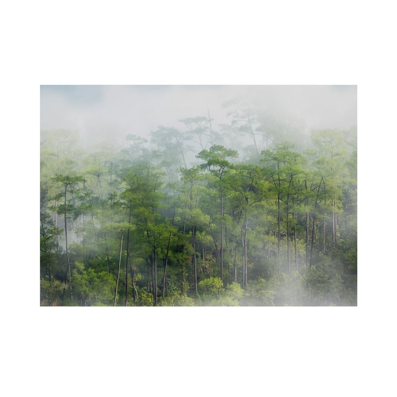 Mural Rain Deszczowy Las 400 x 280 cm struktura płótna
