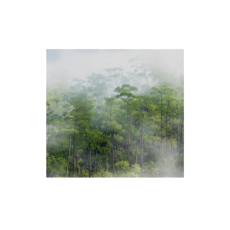 Mural Rain Deszczowy Las 300 x 280 cm struktura płótna
