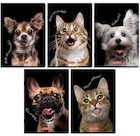 Zeszyt A5/80K kratka z marginesem Animal (5szt)