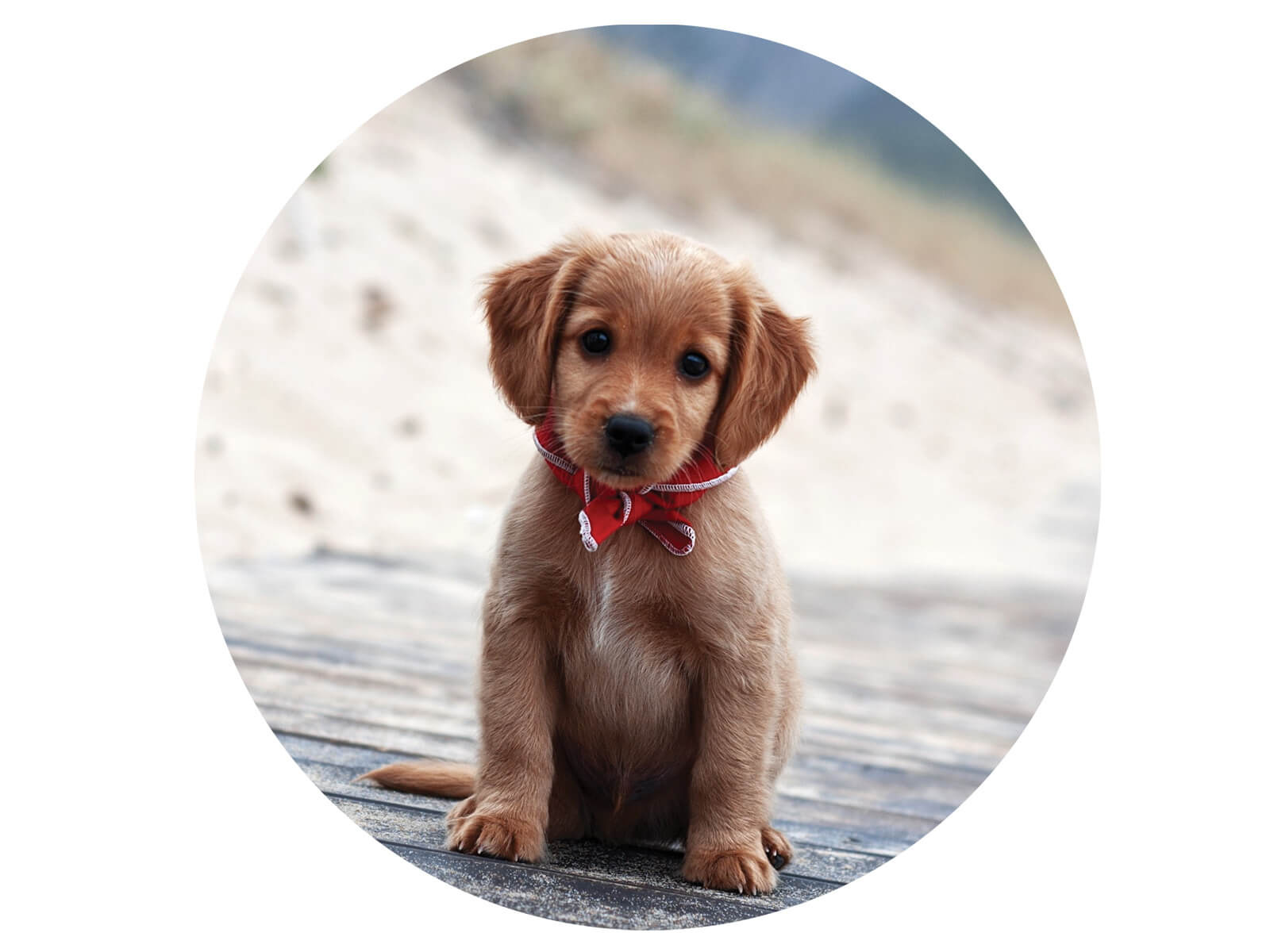 Dekoracyjny opłatek tortowy Piesek - 20 cm